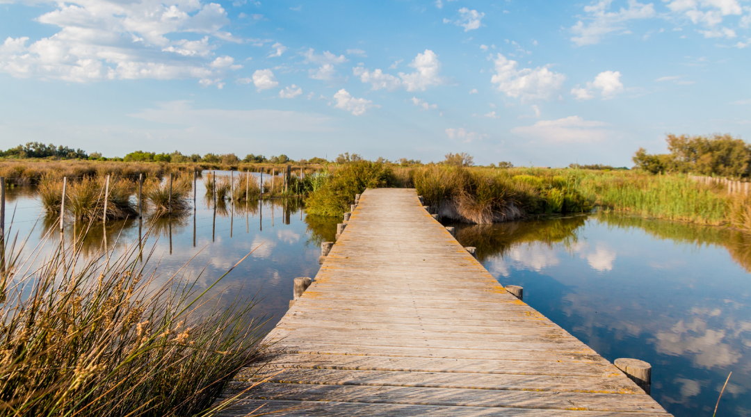 camargue