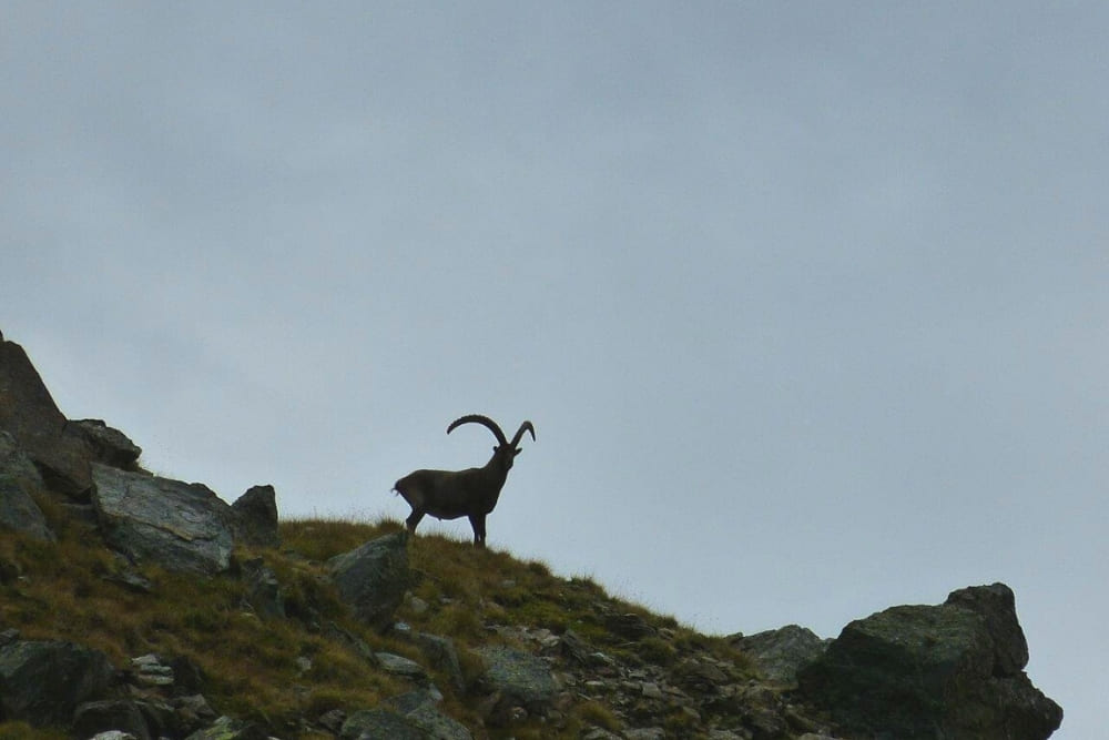 Chamois sur le Tour des Géants © Laurent Comte