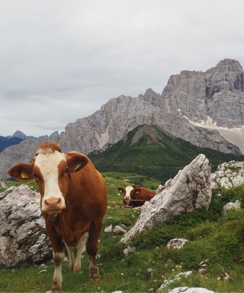Vaches et Mont Pelmo © Thomas Praire