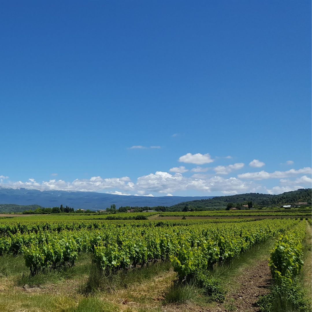 Vignoble AOC Ventoux © Charlotte Laventureux