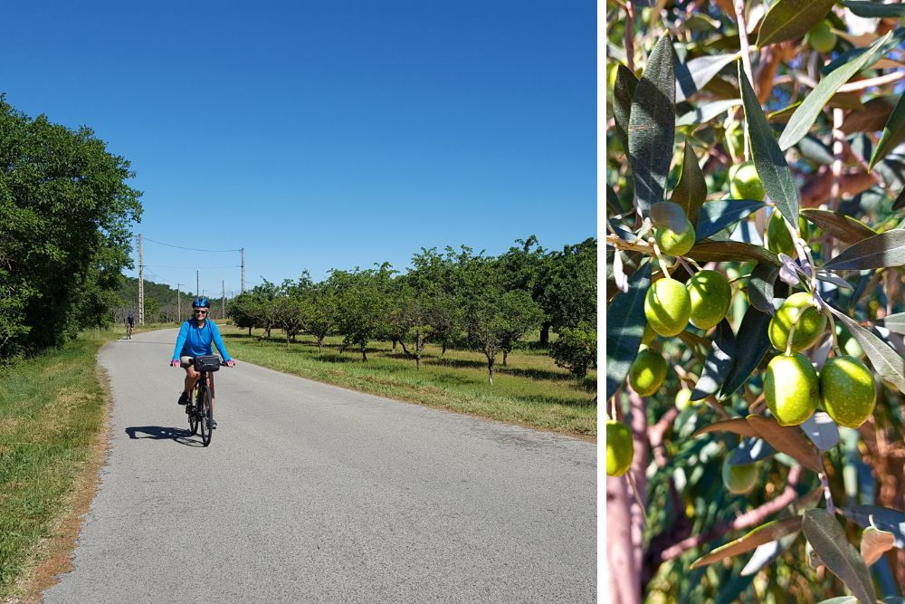 Arbres fruitiers le long de la route © Charlotte Laventureux