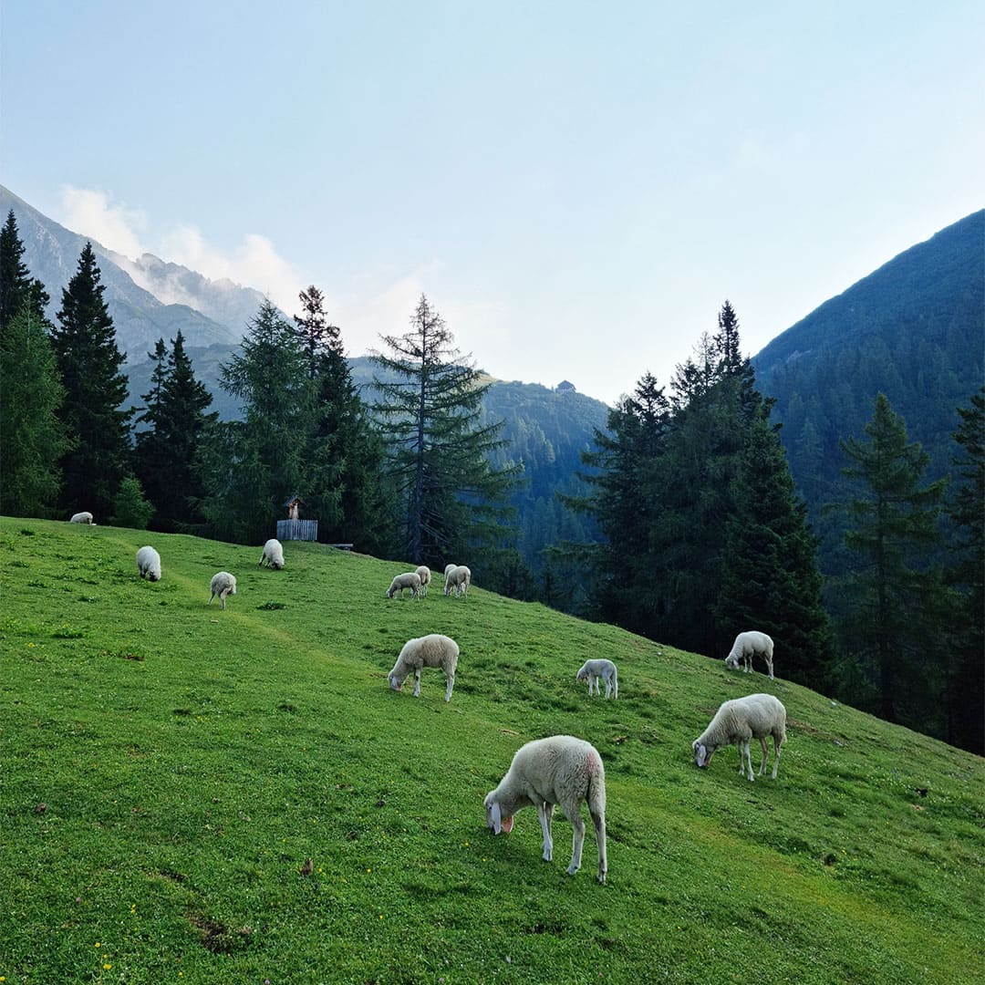 Moutons et paturages au petit matin © Damien Bonnet