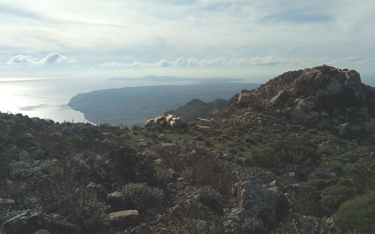 Moutons perchés sur la montagne