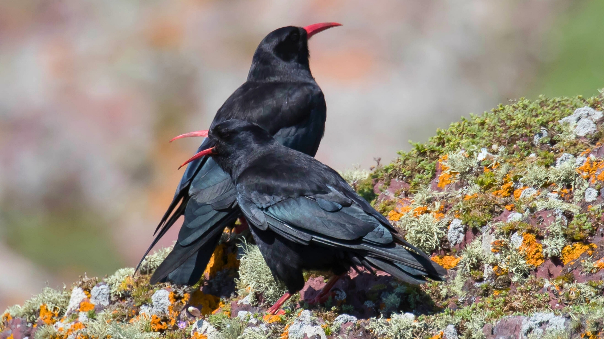 Crave à bec rouge comment faire le tour de belle ile en mer