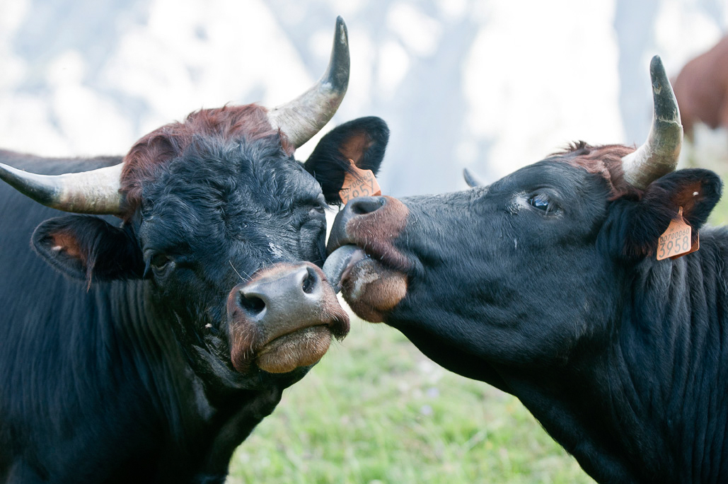 vaches de la race d'Hérens