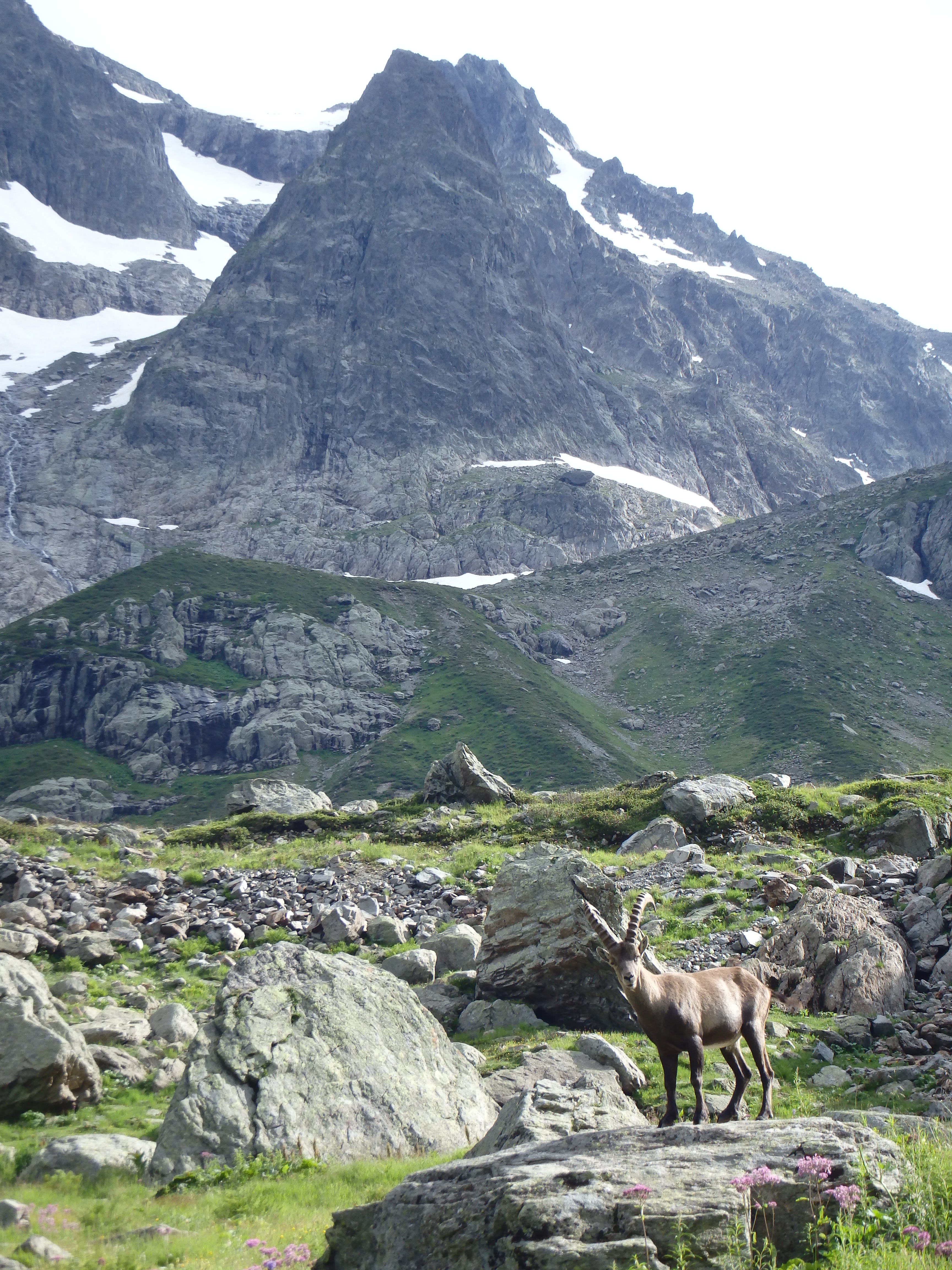 bouquetin tour du mont blanc