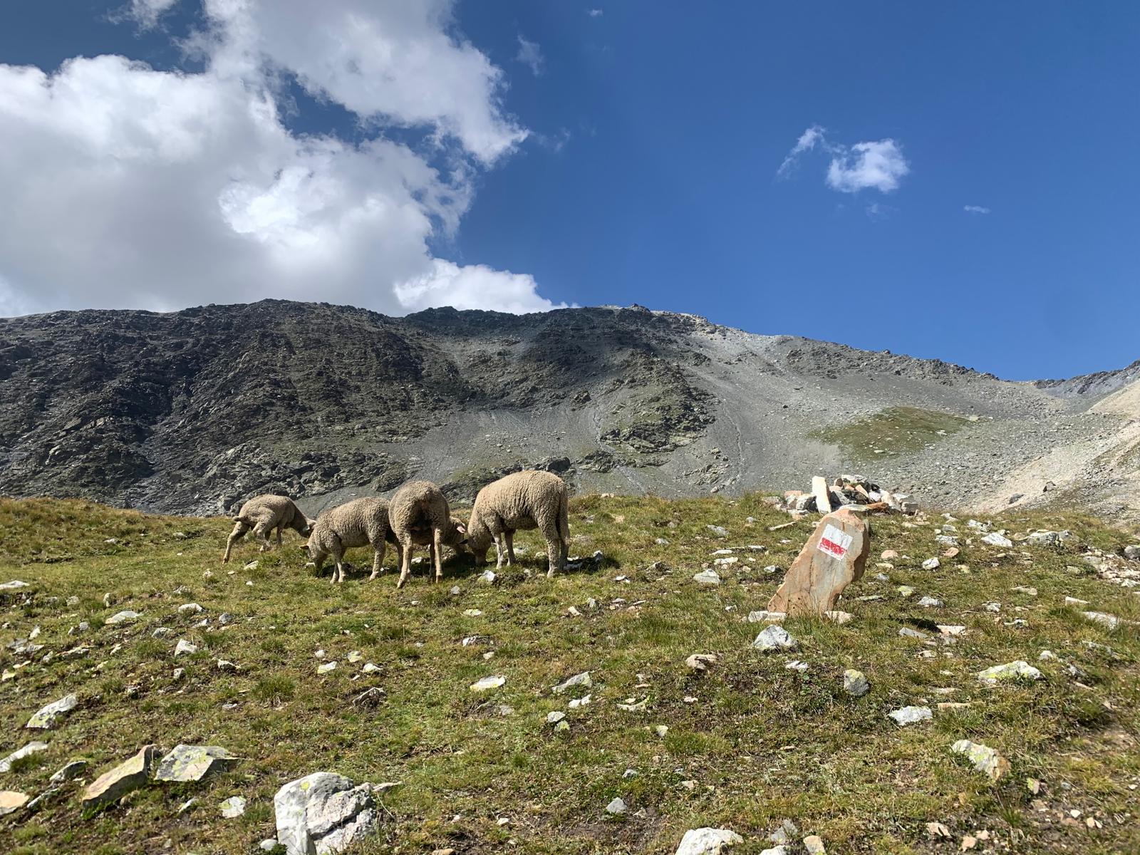 De Pralognan au refuge de l’Orgère moutons