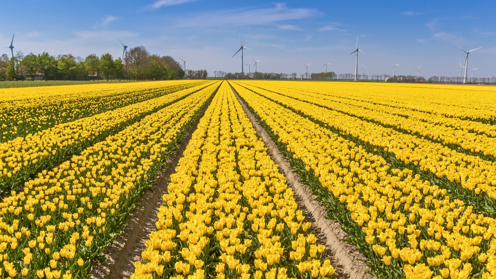 article blog parcs tulipes hollande Flevoland