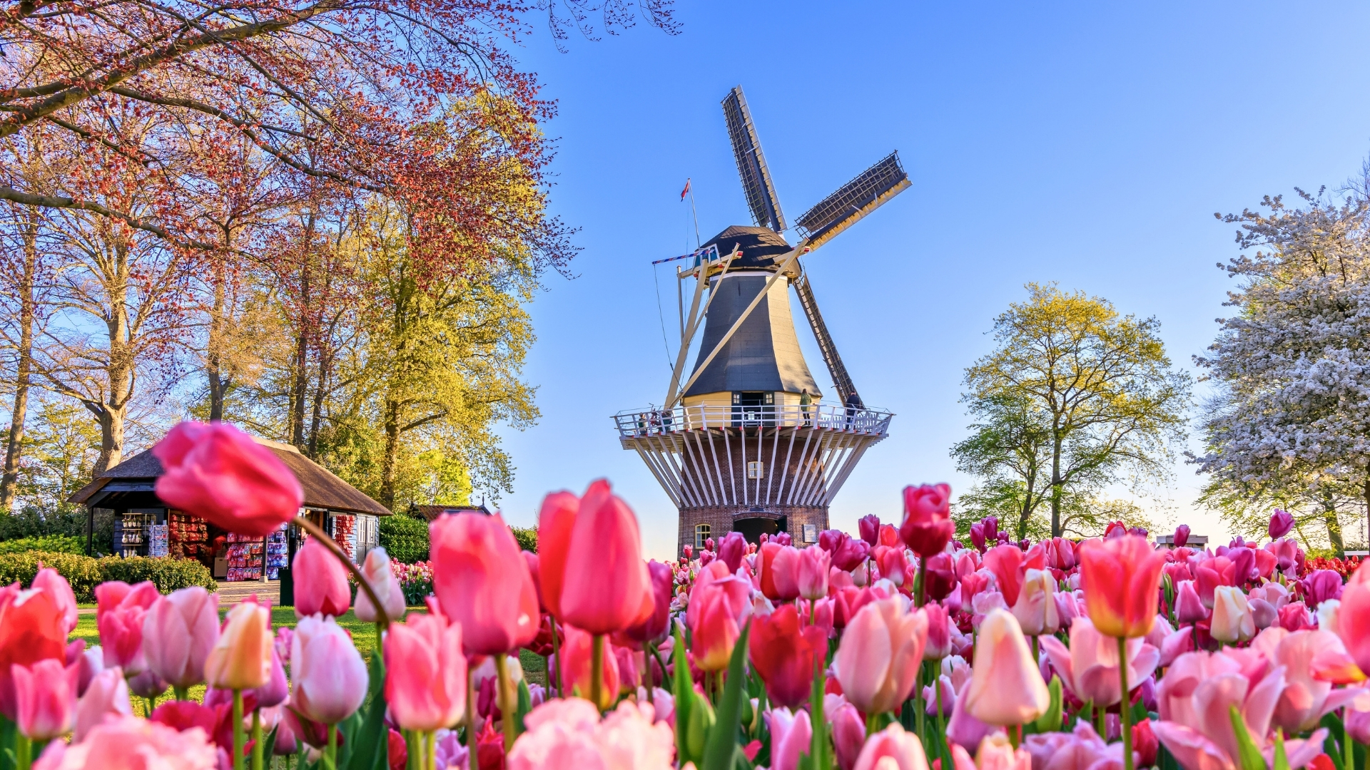 blog des plus beaux pars tulipe Keukenhof