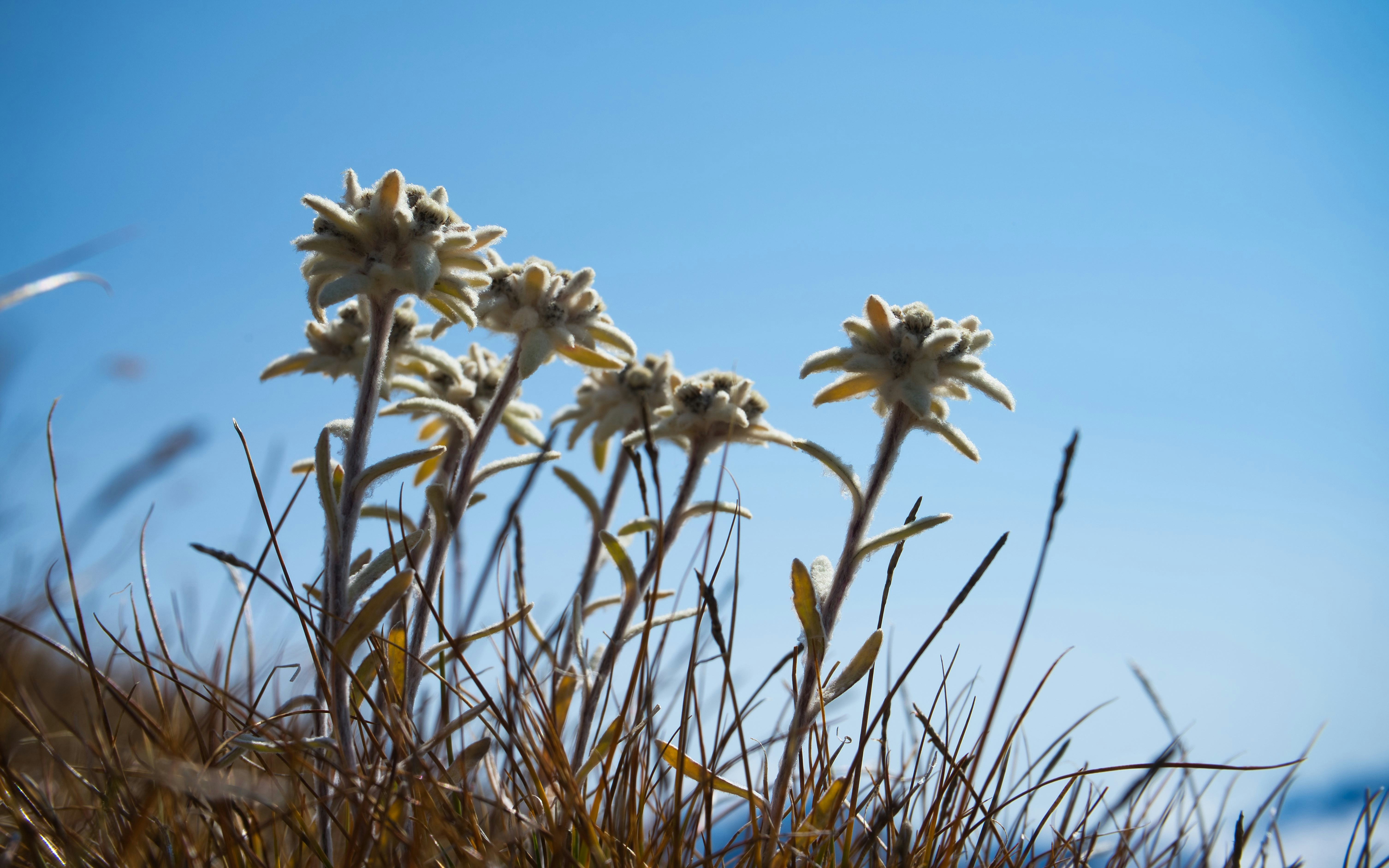 Edelweiss - Tre Cime