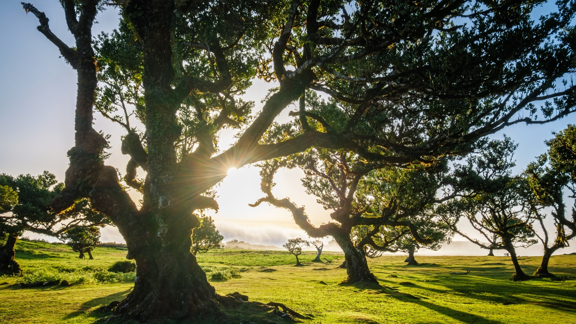 forêt de Fanal les plus belles randonnées de madère