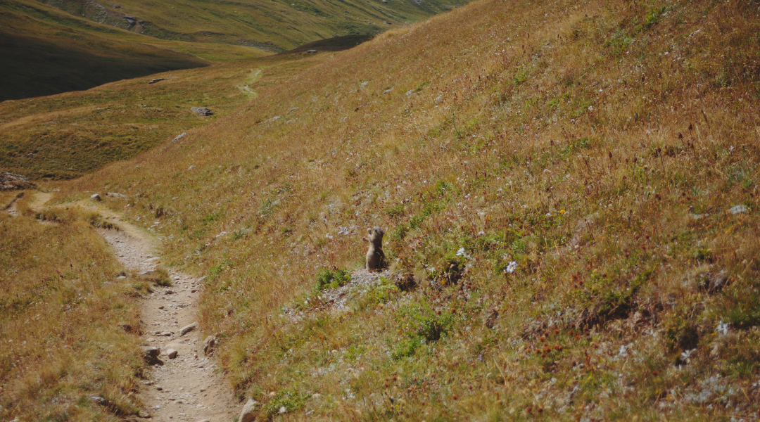 marmotte vanoise trek