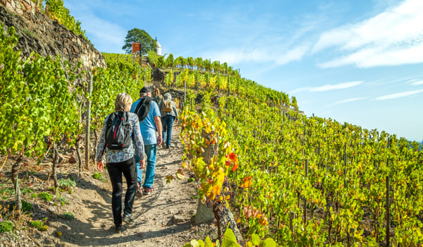 Randonnée dans les vignes