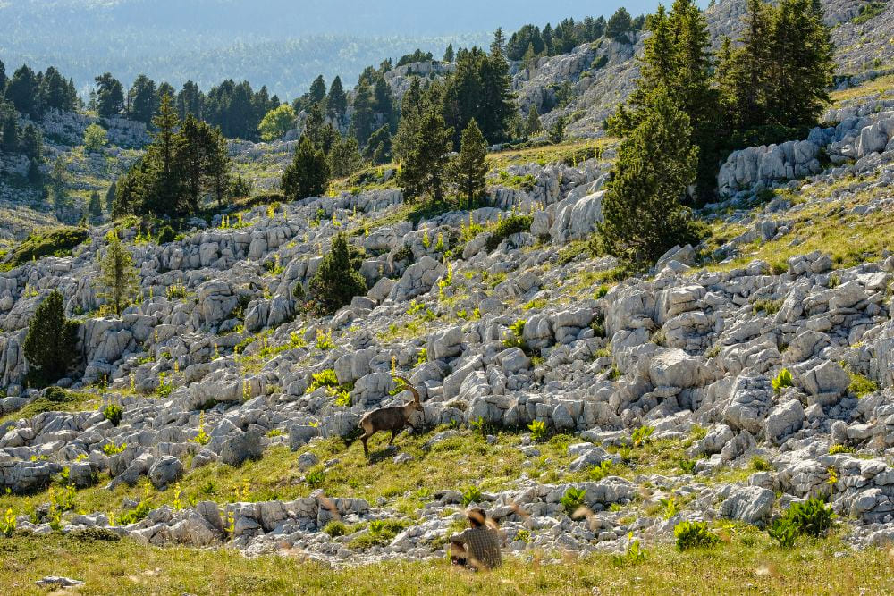 Rencontre avec un bouquetin male © Timothé Bourdilleau