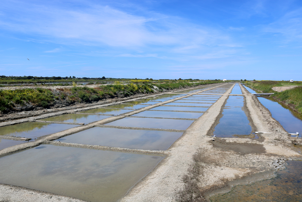 Salin de Loix © Florian Calvat