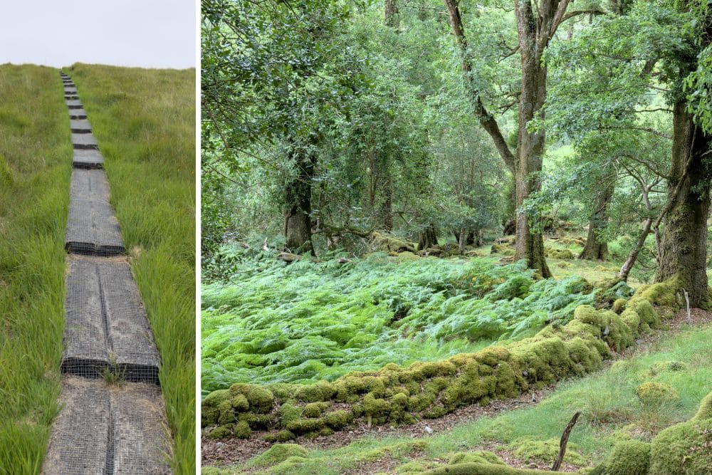 Sentier et forêt dans le Parc de Killarney © Dominique Boyer