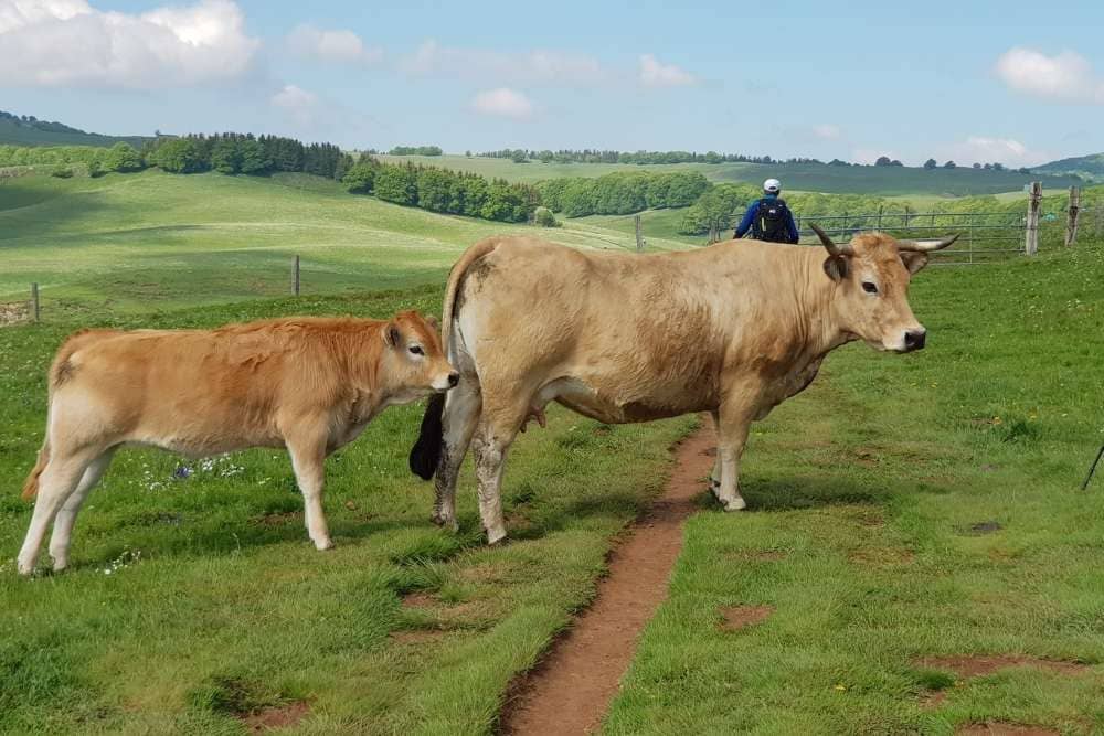 Troupeau de vaches Aubrac © Anne-Marie Billault