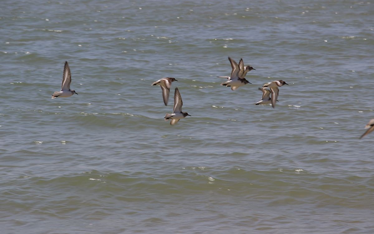 Envol des oiseaux au dessus de la mer © Angélique Saget