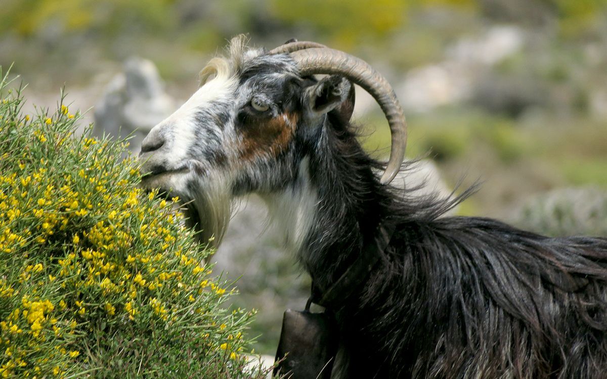 Chèvre sur l'île d'Amorgos, Grèce