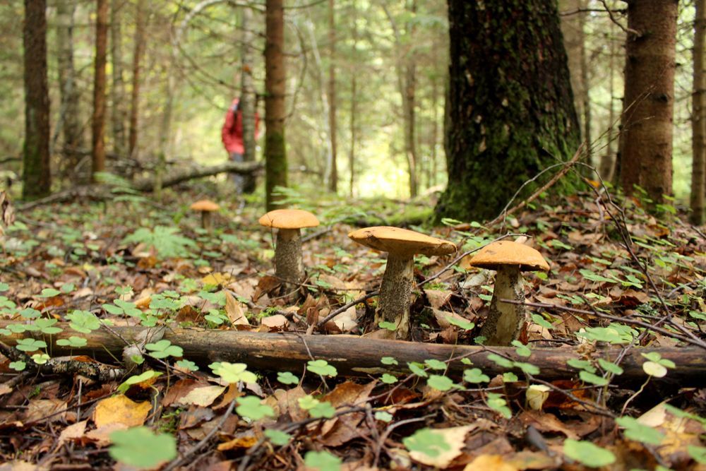 Cueillette de champignons dans les forêts de Soomaa, en Estonie