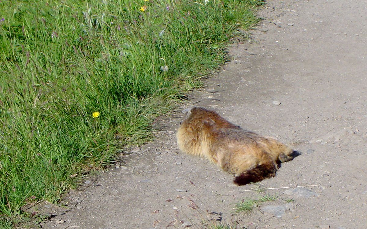 Marmotte allongée sur un chemin dans le Grand-Paradis, Italie