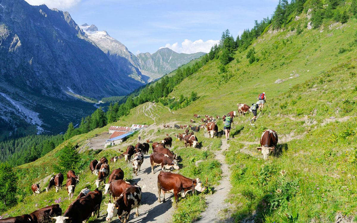 Rencontre avec des vaches sur le tour du Mont-Blanc