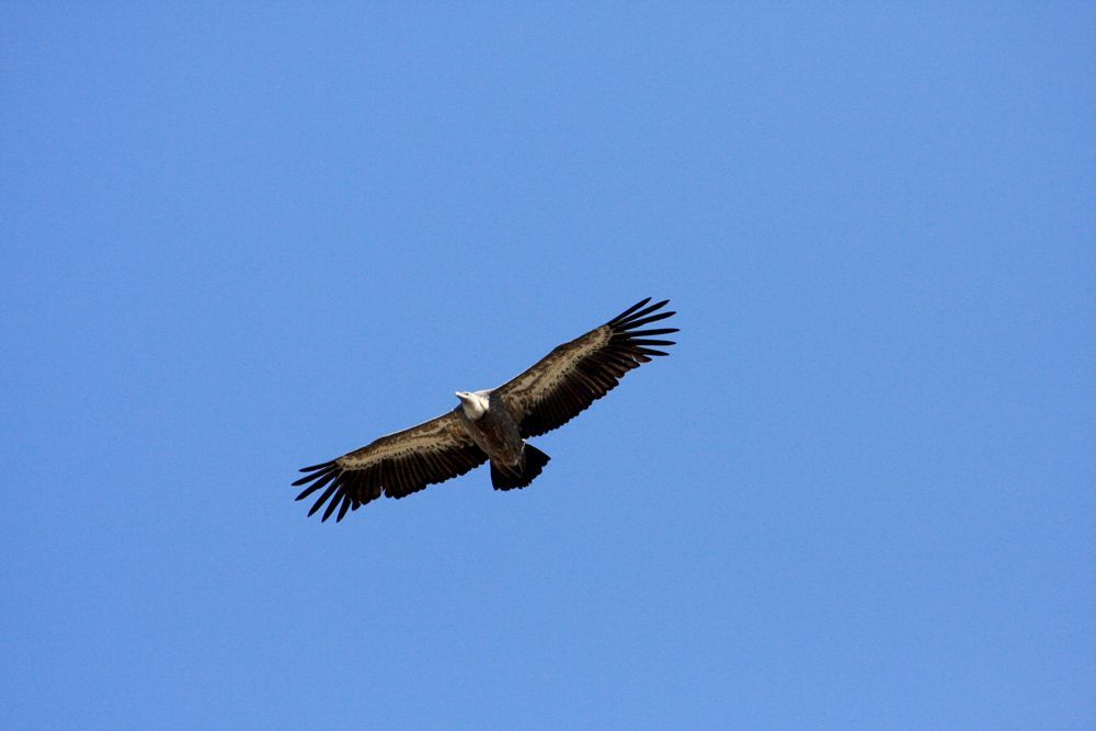 Le vautour fauve plane le long des pentes du Gigilos en Crète