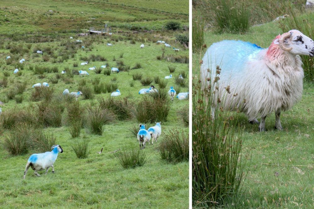 Moutons colorés en Irlande © Dominique Boyer