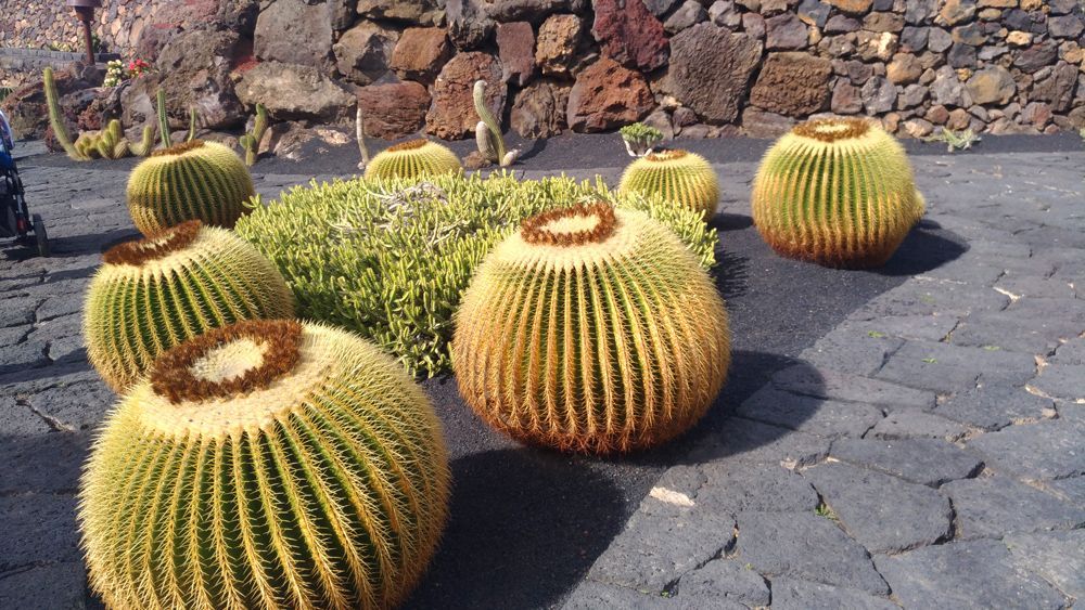 Le Jardin de Cactus de César Manrique