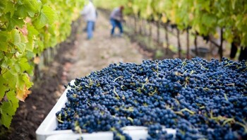 Vendanges