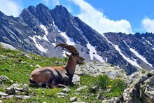 Bouquetin - de la capitale des Alpes à la Cité Vauban