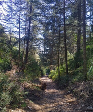 Forêt des Cèdre Bonnieux © Oriane Tempé