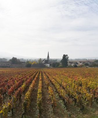 Sur la voie des vignes à proximité de Meursault
