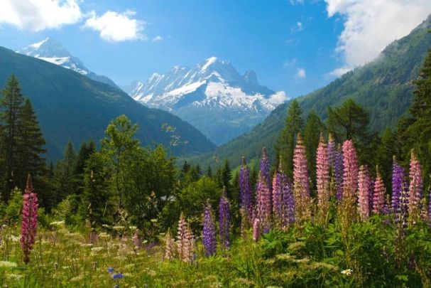 Paysage fleuri sur le Tour du Mont Blanc 
