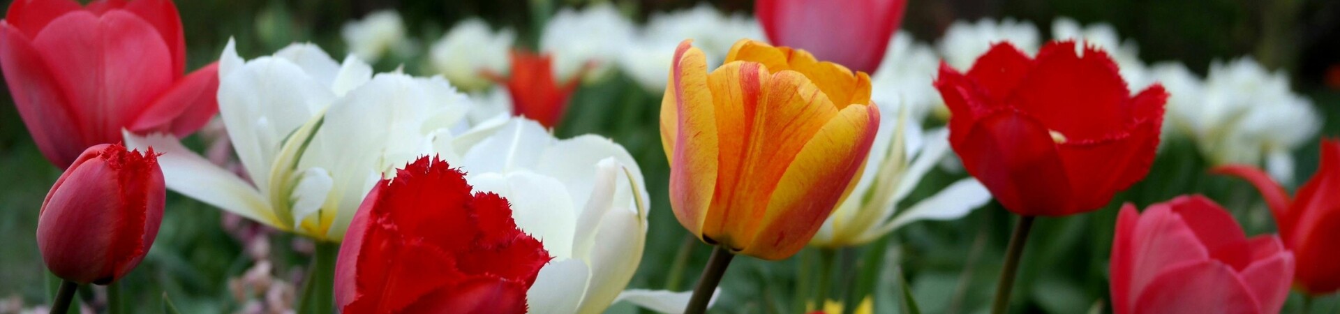 Découvrez la magie des tulipes en Hollande !