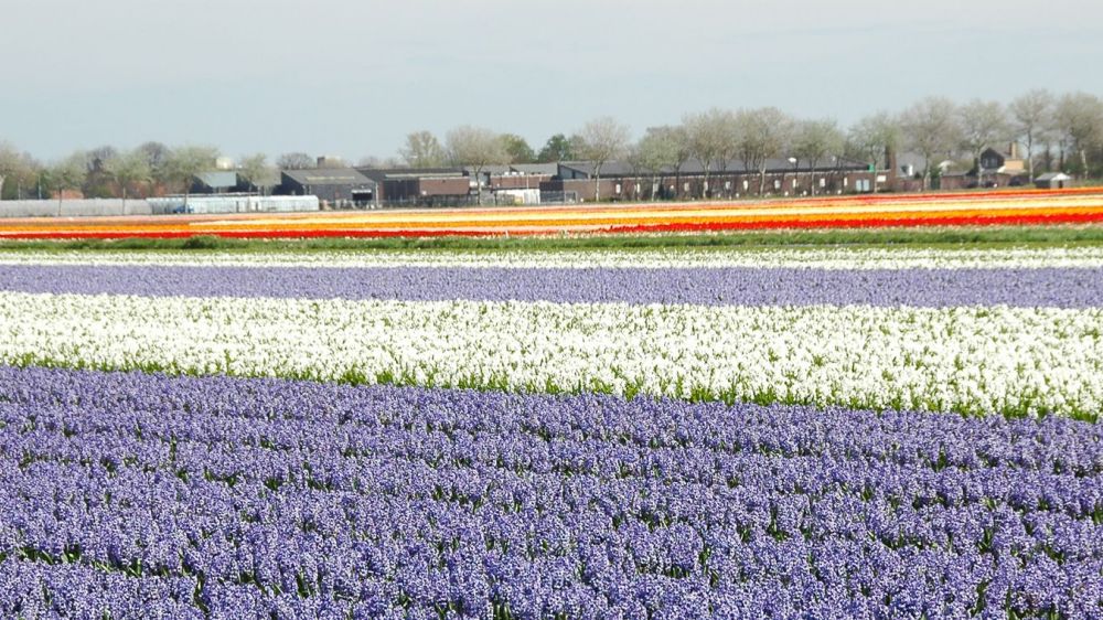 Image La Hollande en croisière Tulipes, à bord du Fluvius