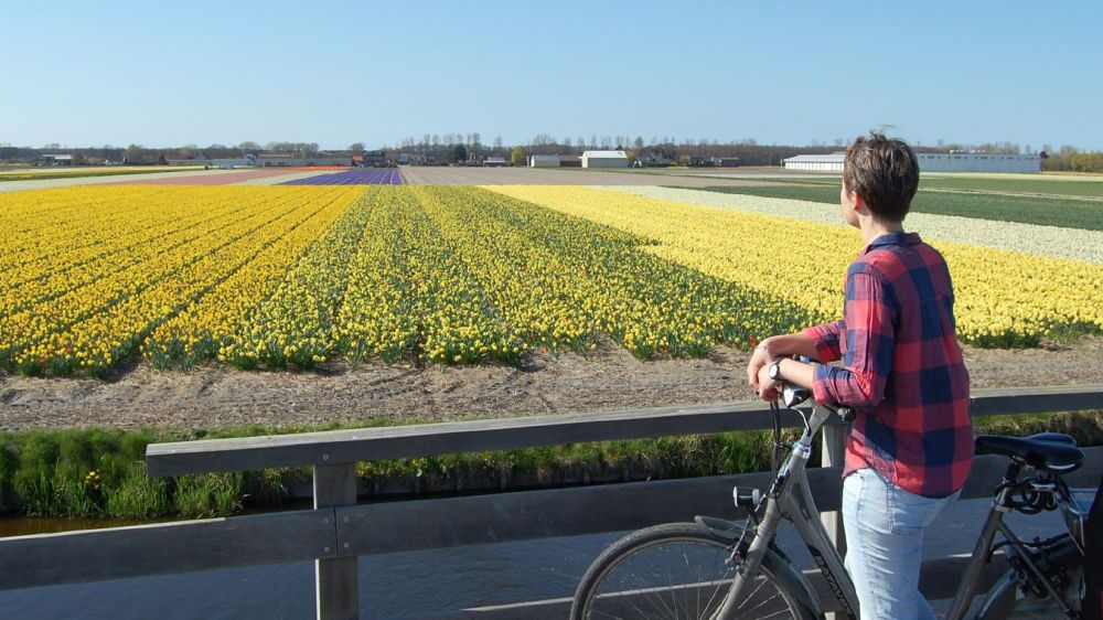 Image Les Pays-Bas en fleurs, un séjour spécial tulipes
