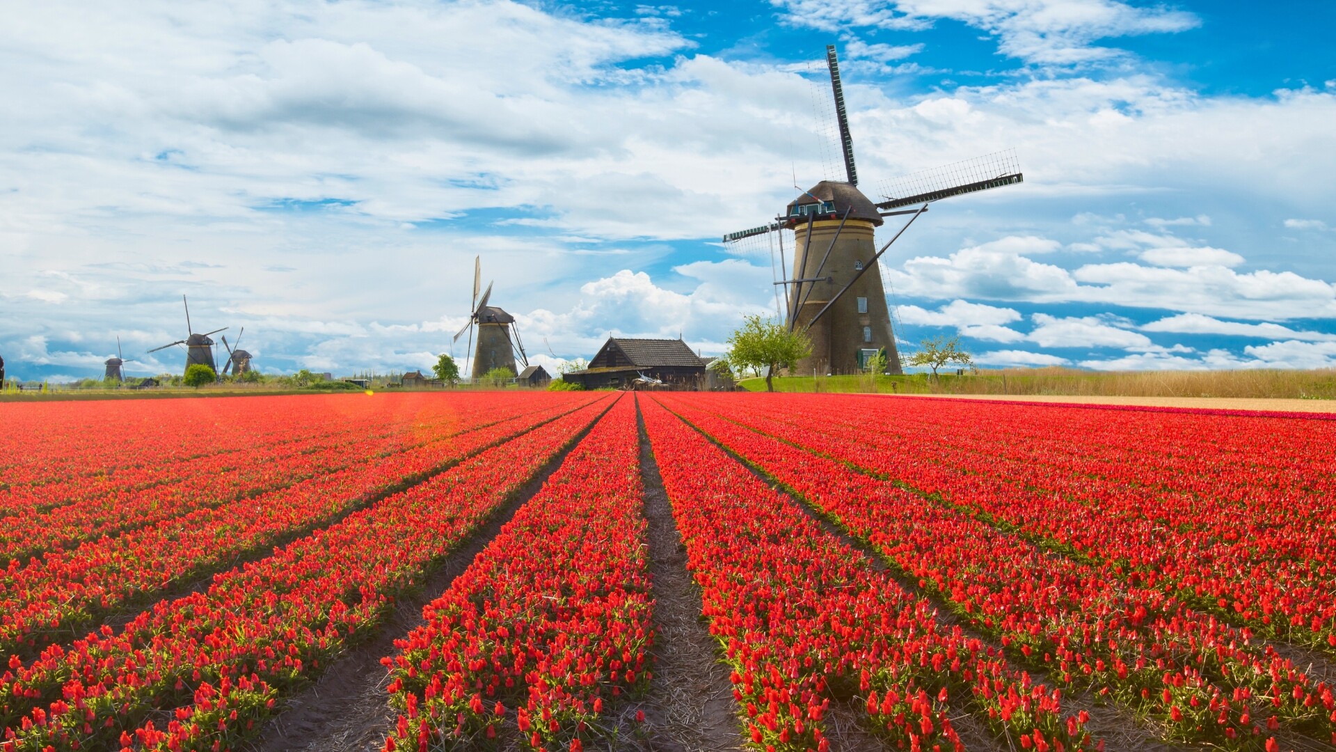 printemps hollande pays bas