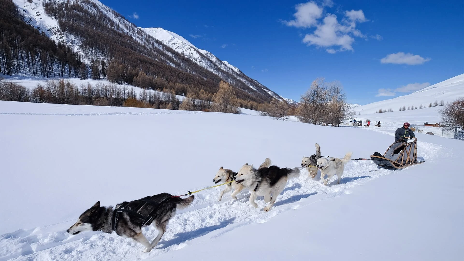 Balade en chien de traîneau dans le Queyras