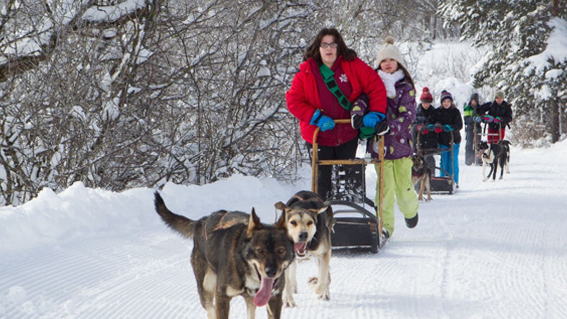 Chiens de traîneaux dans le parc naturel du Vercors