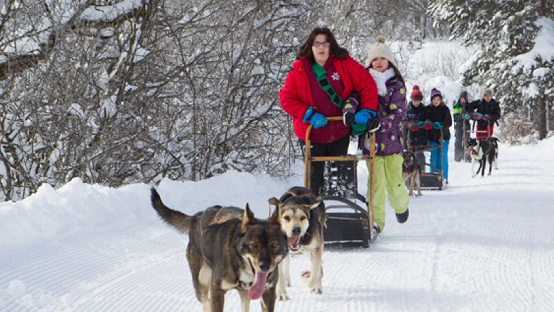 Chiens de traîneau dans le Vercors