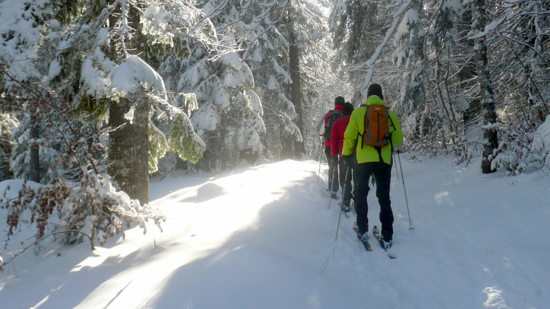 Groupe de randonneurs à ski nordique au milieu des sapins dans le Vercors