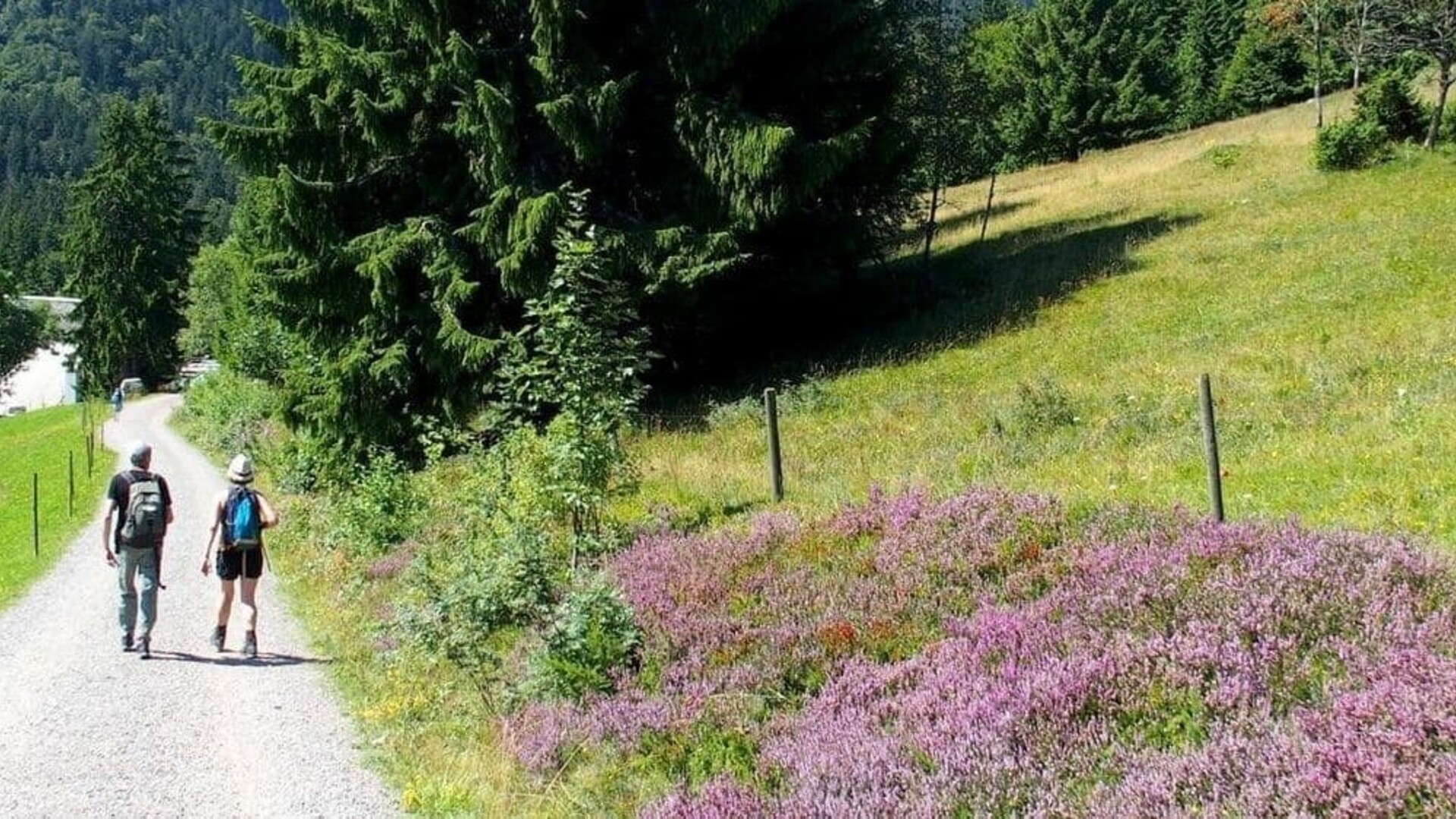 Trek - Allemagne : Tour de la Haute Forêt-Noire
