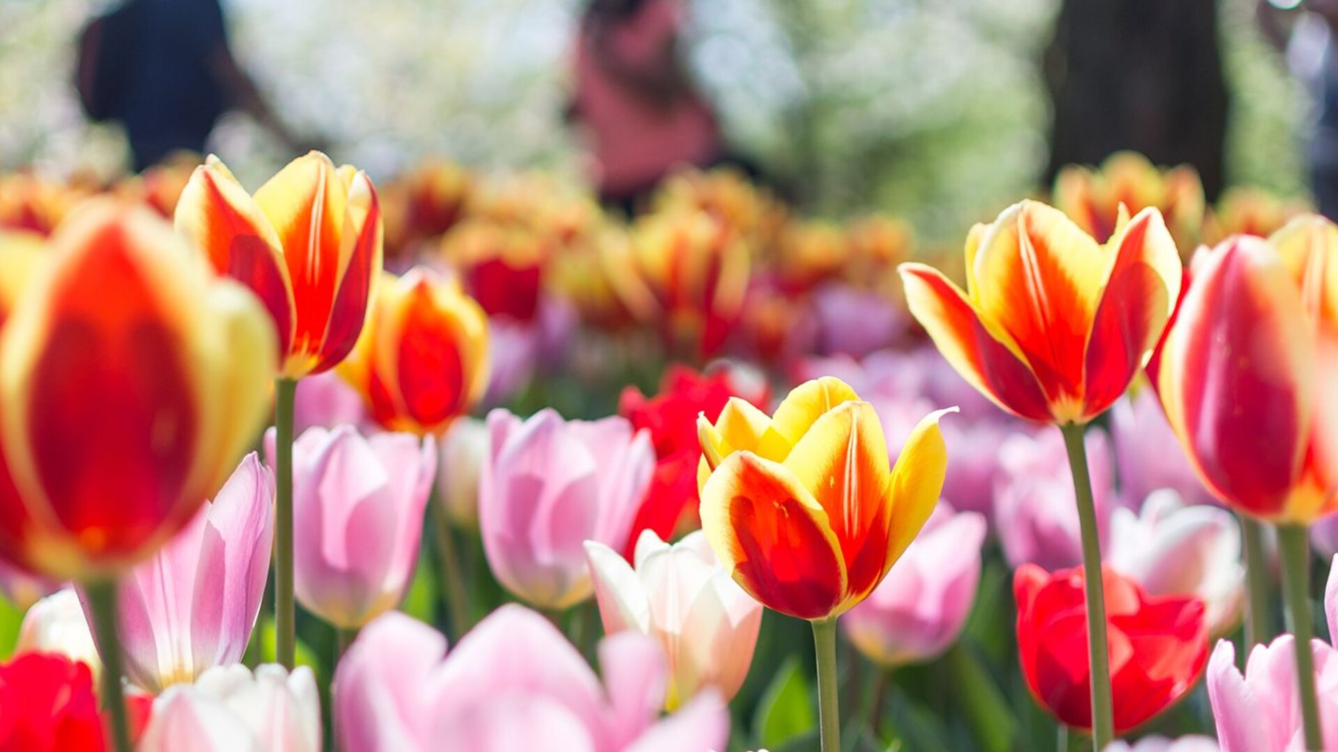Voyage à vélo - Les Pays-Bas en fleurs, un séjour spécial tulipes