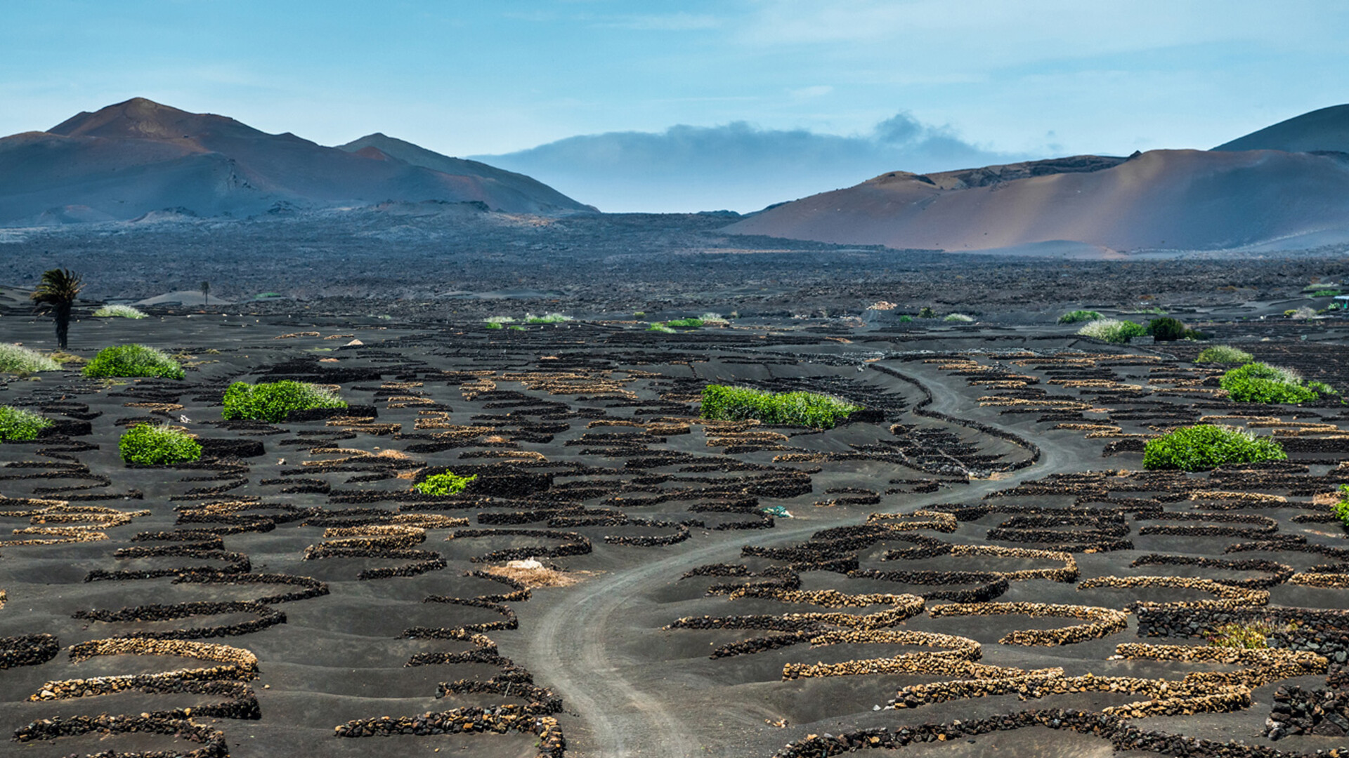 Vignoble de La Geria à Lanzarote