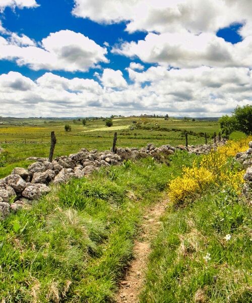 Pâturages des plateaux de l’Aubrac Pâturages des plateaux de l’Aubrac