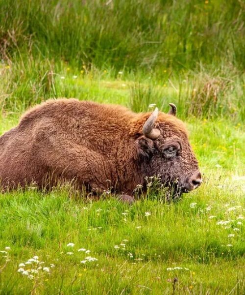 Parc des bisons ©Réserve des bisons d’Europe Parc des bisons ©Réserve des bisons d’Europe