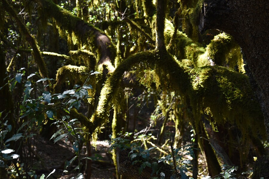 Parc national de Garajonay