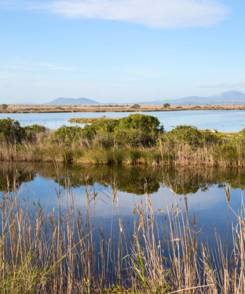 Marais d'Alcudia
