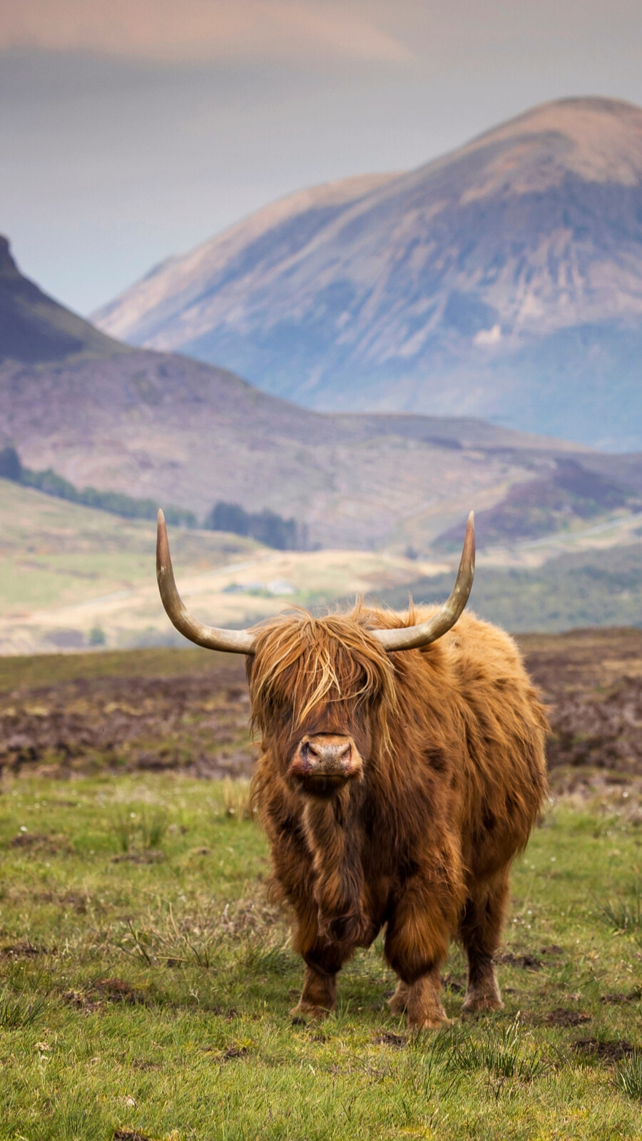 Vache Highland